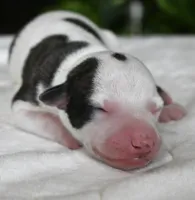 Gretchen, a female Whippet for sale in Kingston, OK – 3 of 5