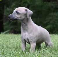 Bennett, a male Italian Greyhound for sale in Kingston, OK – 3 of 10