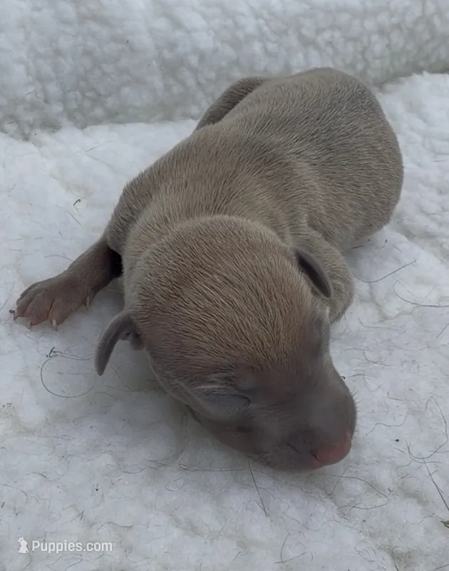 Jaxx – Italian Greyhound puppy for sale in Kingston, OK