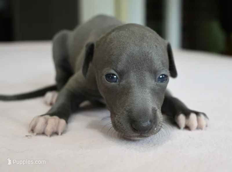 Misa – Italian Greyhound puppy for sale in Kingston, OK