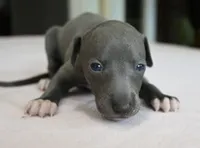 Misa, a female Italian Greyhound for sale in Kingston, OK – 6 of 10