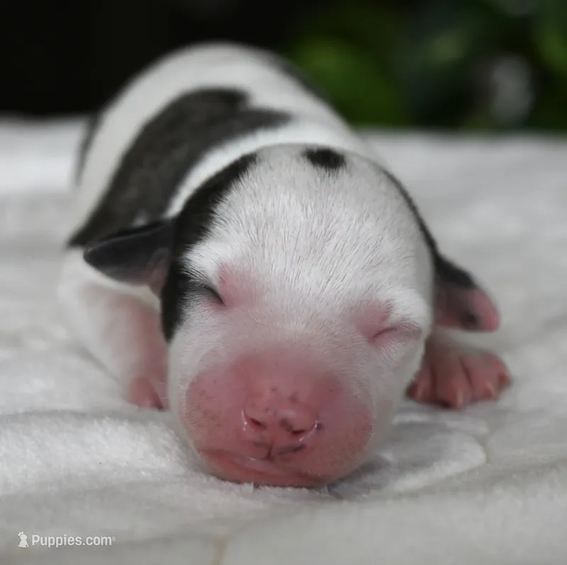 Gretchen – Whippet puppy for sale in Kingston, OK