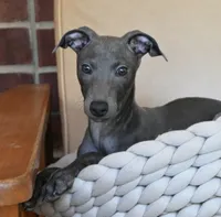 Brio, a male Italian Greyhound for sale in Kingston, OK – 3 of 6