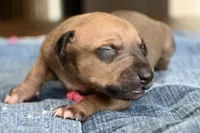 Stormy, a female Italian Greyhound for sale in Kingston, OK – 2 of 5