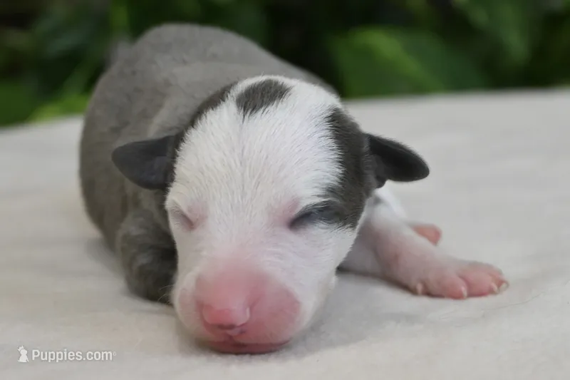 Sunny – Whippet puppy for sale in Kingston, OK