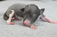 Tracer, a male Italian Greyhound for sale in Kingston, OK – 4 of 5