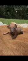 Nimbus, a male Italian Greyhound for sale in Kingston, OK – 4 of 10