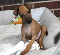 Nimbus, a male Italian Greyhound for sale in Kingston, OK – 1 of 10