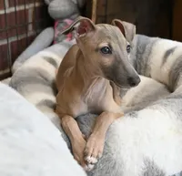 June, a female Italian Greyhound for sale in Kingston, OK – 5 of 10