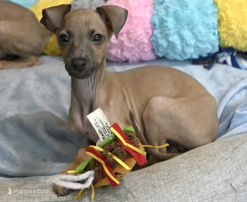 Jasper – Italian Greyhound puppy for sale in Kingston, OK