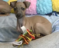Jasper, a male Italian Greyhound for sale in Kingston, OK – 1 of 10