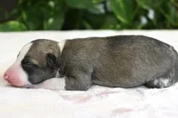 Kit, a female Whippet for sale in Kingston, OK – 5 of 5