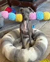 Taz, a male Italian Greyhound for sale in Kingston, OK – 5 of 10