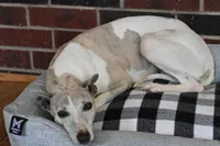 Shine, a  Whippet for sale in Kingston, OK – Photo 2 of 4