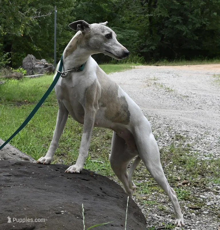 Shine – Whippet puppy for sale in Kingston, OK