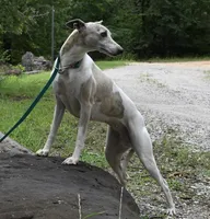 Shine, a  Whippet for sale in Kingston, OK – Photo 1 of 4
