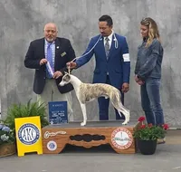Shine, a  Whippet for sale in Kingston, OK – Photo 3 of 4