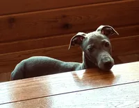 Brio, a male Italian Greyhound for sale in Kingston, OK – 4 of 6