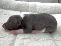 Macho, a male Italian Greyhound for sale in Kingston, OK – 2 of 5