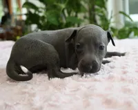 Maple, a female Italian Greyhound for sale in Kingston, OK – 10 of 10