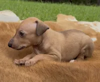 Sandi, a female Italian Greyhound for sale in Kingston, OK – 2 of 10