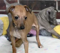 Sandi, a female Italian Greyhound for sale in Kingston, OK – 4 of 10