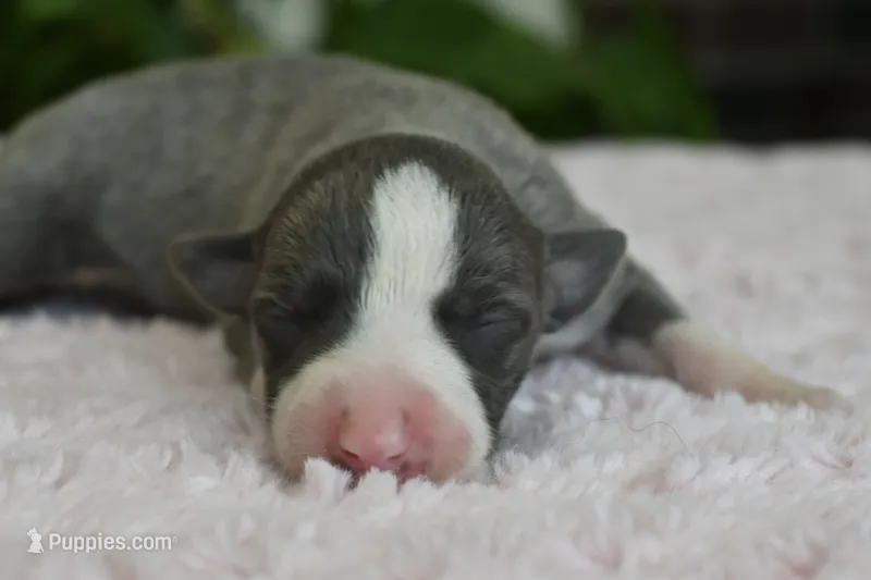 Stella – Whippet puppy for sale in Kingston, OK
