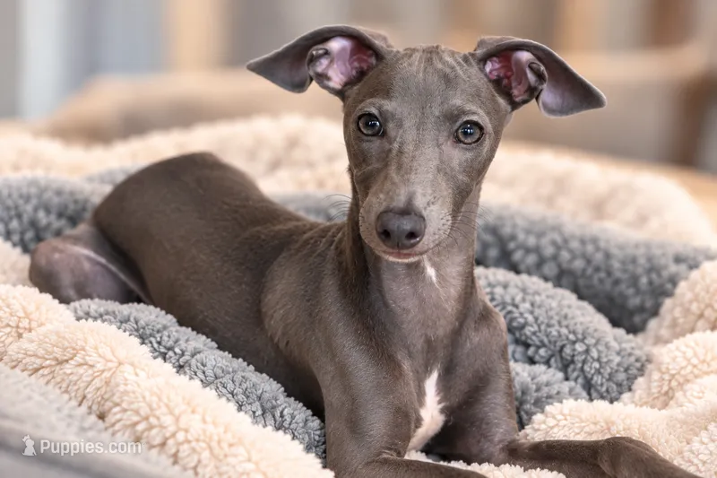 Maynard – Italian Greyhound puppy for sale in Kingston, OK