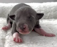 Macho, a male Italian Greyhound for sale in Kingston, OK – 3 of 5