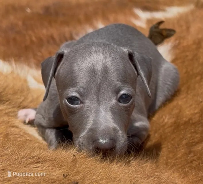 Quincy – Italian Greyhound puppy for sale in Kingston, OK