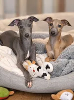 Jersey, a male Italian Greyhound for sale in Kingston, OK – 3 of 9