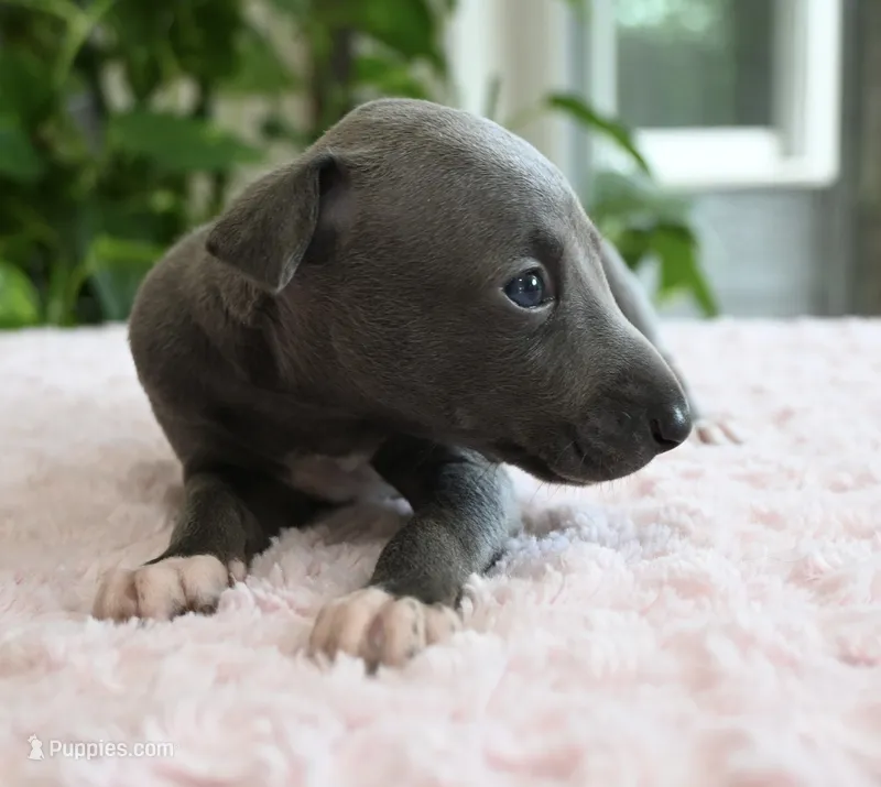 Maple – Italian Greyhound puppy for sale in Kingston, OK