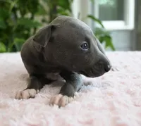 Maple, a female Italian Greyhound for sale in Kingston, OK – 7 of 10