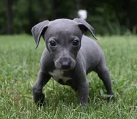 Taz, a male Italian Greyhound for sale in Kingston, OK – 6 of 9