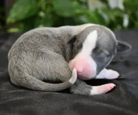 Krew, a male Whippet for sale in Kingston, OK – 3 of 6