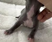 Memphis, a female Italian Greyhound for sale in Kingston, OK – 5 of 5