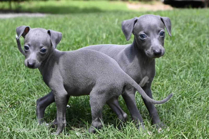 Misa – Italian Greyhound puppy for sale in Kingston, OK