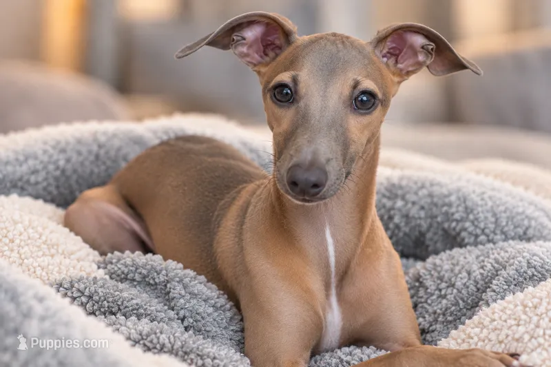 Jersey – Italian Greyhound puppy for sale in Kingston, OK