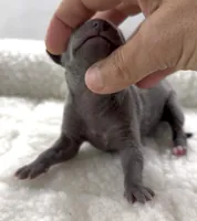Millie, a female Italian Greyhound for sale in Kingston, OK – 3 of 5