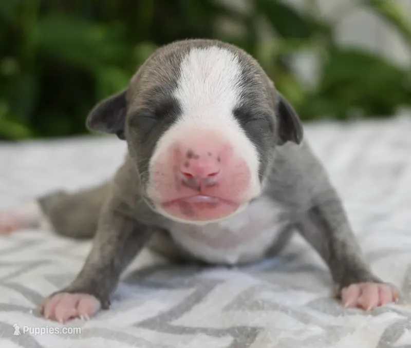 Spark – Whippet puppy for sale in Kingston, OK