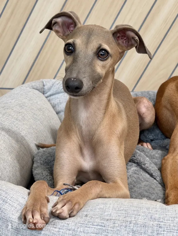 June – Italian Greyhound puppy for sale in Kingston, OK