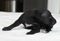 Skylar, a male Italian Greyhound for sale in Kingston, OK – 3 of 5