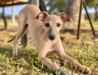 June, a female Italian Greyhound for sale in Kingston, OK – 3 of 10
