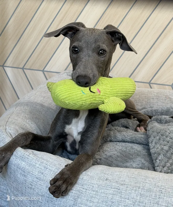Quill – Italian Greyhound puppy for sale in Kingston, OK