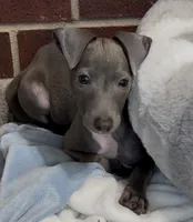Taz, a male Italian Greyhound for sale in Kingston, OK – 2 of 9