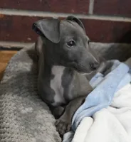 Taz, a male Italian Greyhound for sale in Kingston, OK – 4 of 9