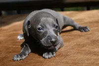 June, a female Italian Greyhound for sale in Kingston, OK – 7 of 9