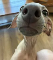 Bennett, a male Italian Greyhound for sale in Kingston, OK – 4 of 10