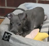 Quill, a male Italian Greyhound for sale in Kingston, OK – 5 of 10