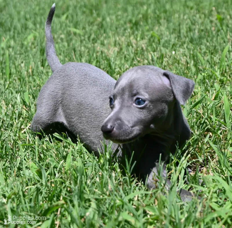 Maple – Italian Greyhound puppy for sale in Kingston, OK